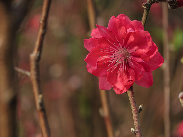 艳丽的桃花