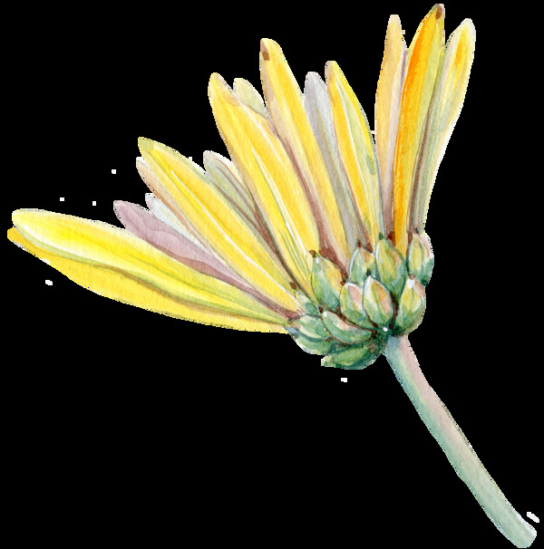 手绘一朵菊花PNG透明素材