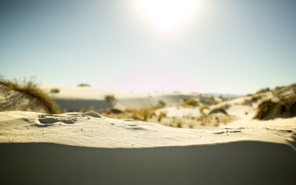 阳光沙漠生物背景