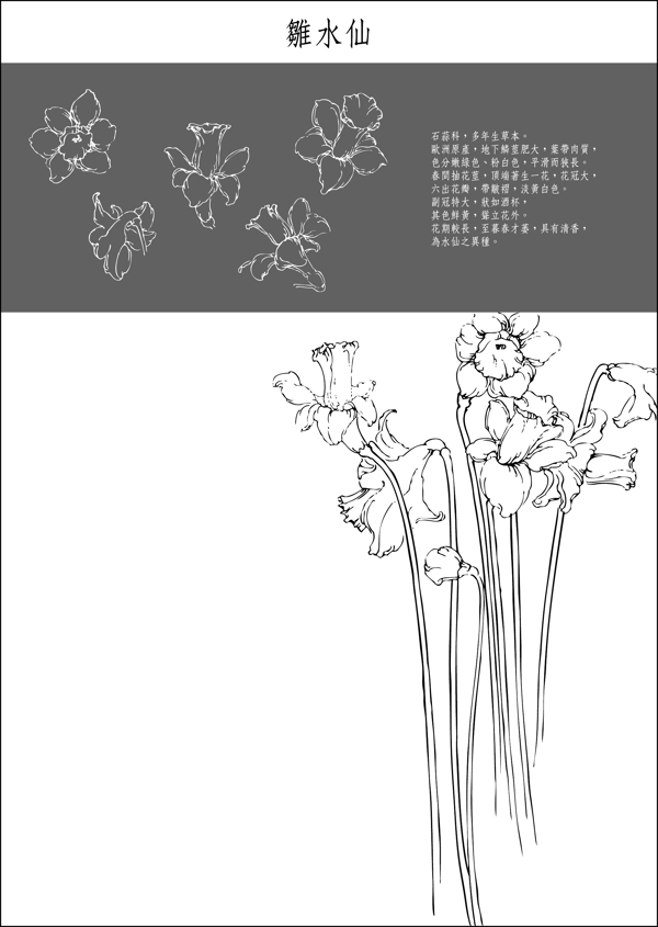 中国工笔画图谱雛水仙