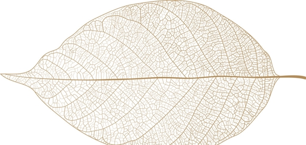 树叶矢量图