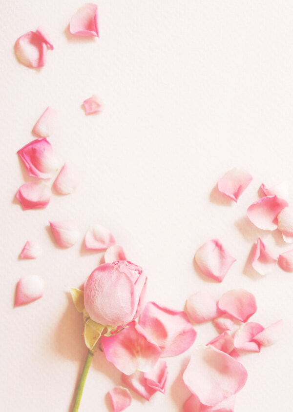 唯美粉色玫瑰花瓣图片