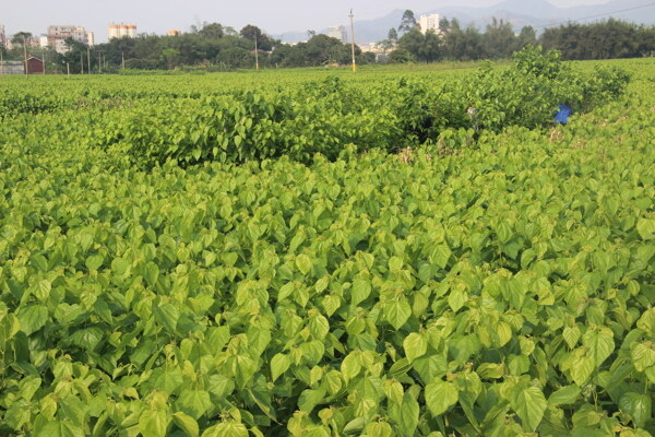 桑叶种植基地