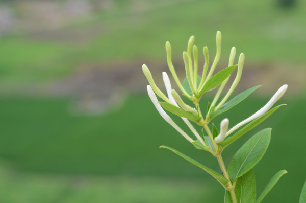 金银花植物绿色春天图片