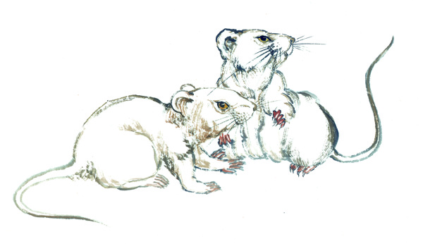 中华艺术绘画古画动物绘画老鼠耗子中国古代绘画