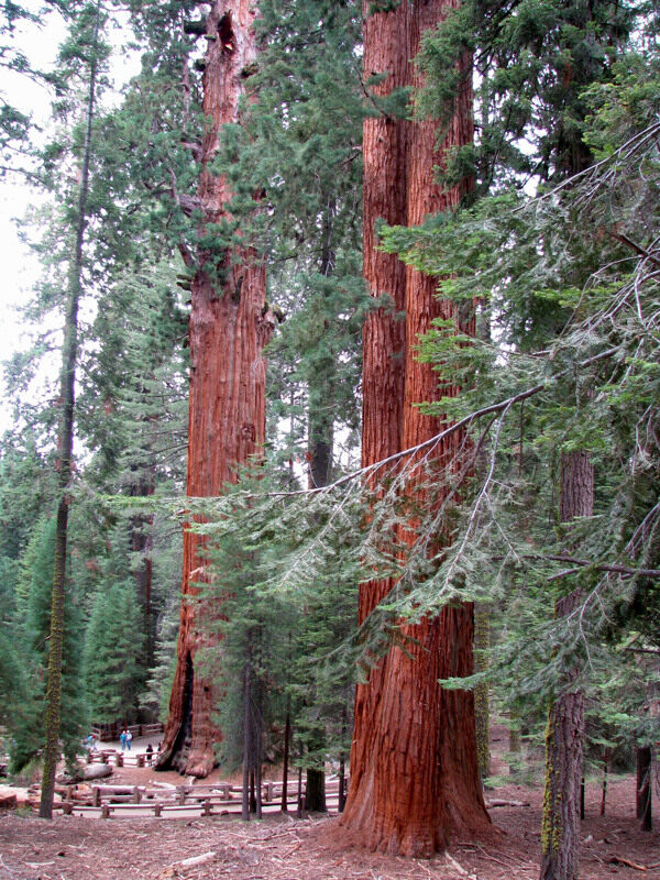 巨大的杉木图片