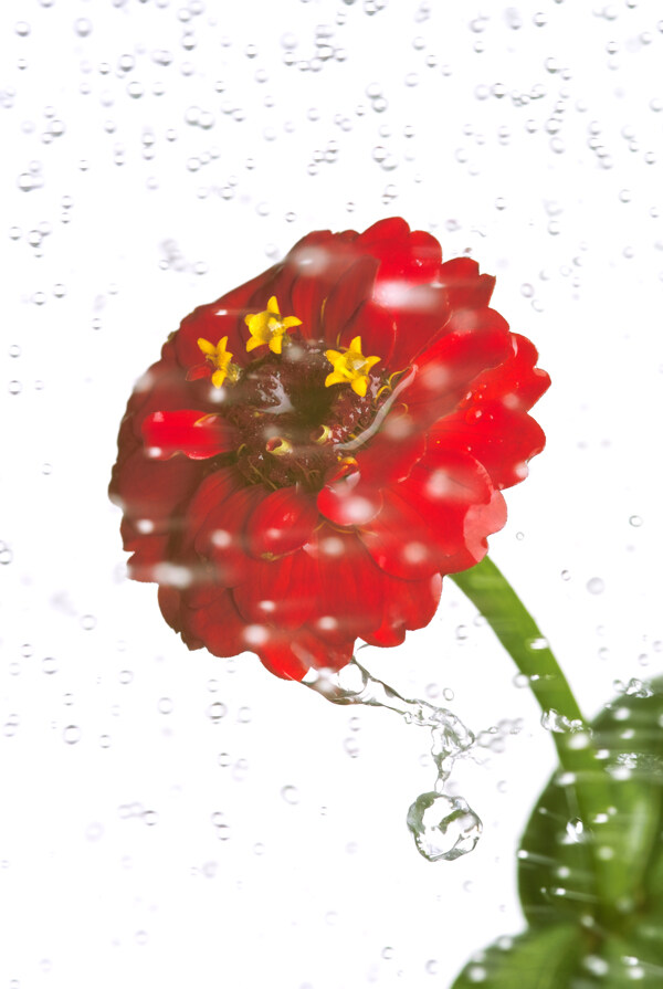 水洗菊花图片