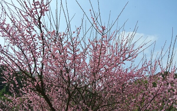 梅花图片