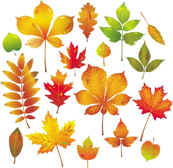秋季树叶矢量素材