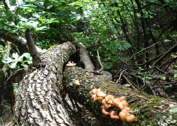 山中香菇图片
