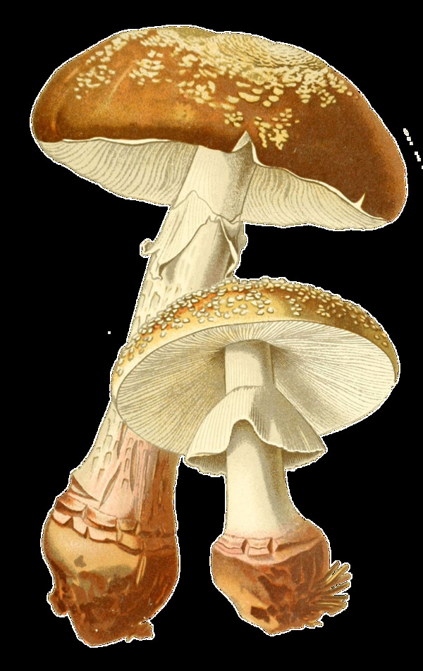 逼真手绘两朵大小野生蘑菇透明装饰素材