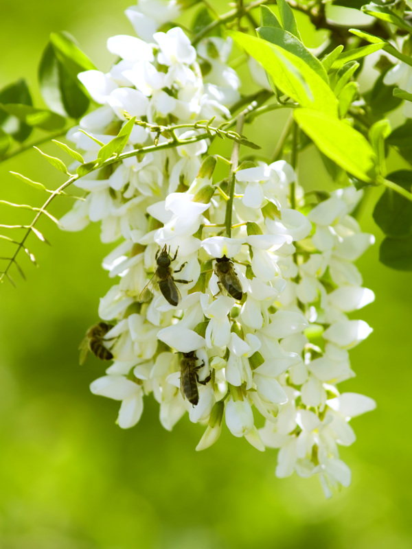 蜜蜂采集花蜜的花朵在阳光明媚的春天里