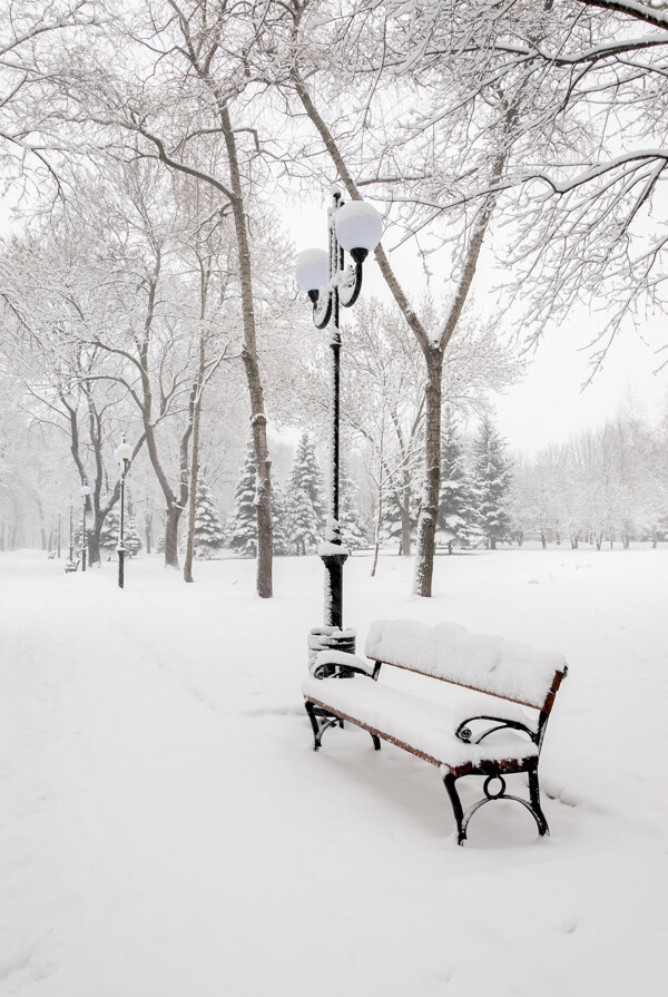 雪地上的树木和长椅图片