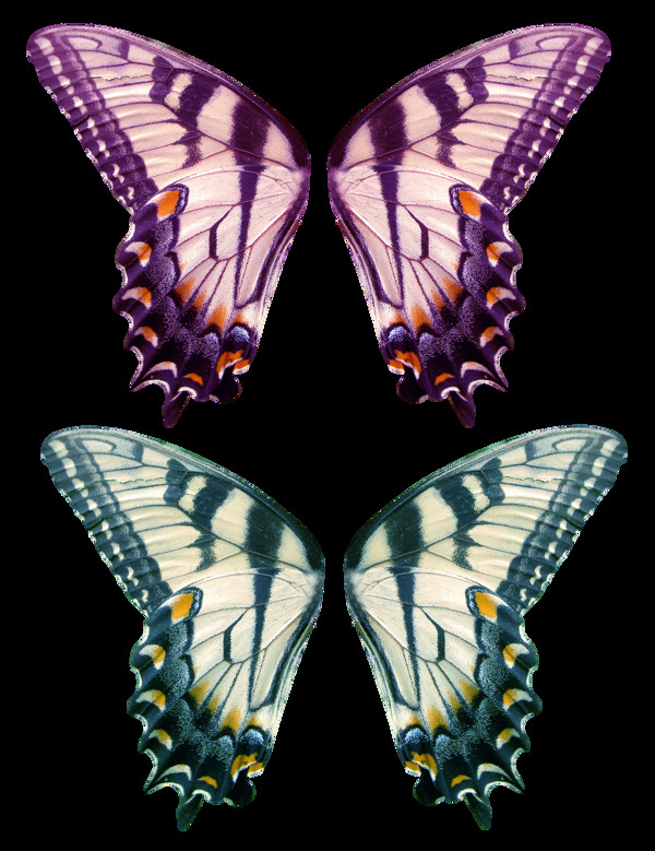 蝴蝶花纹图片