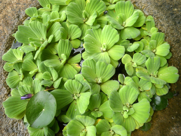 水芙蓉图片