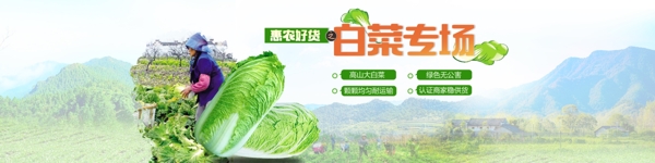 大白菜专题banner