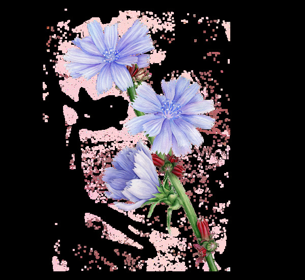 浪漫蓝色花朵花束实物元素