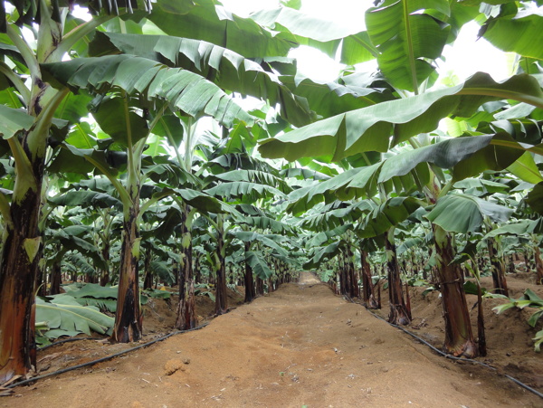 广西金穗集团香蕉种植基地