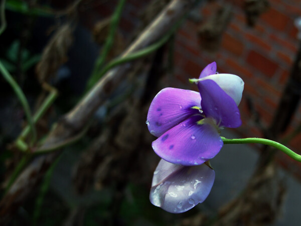 唯美紫色豌豆花图片