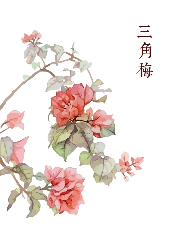 手绘粉色花三角梅叶子花