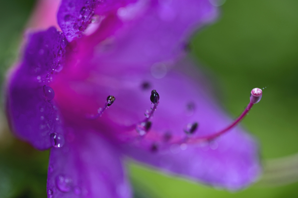 雨后杜鹃花