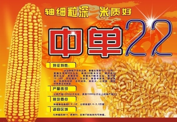 中单22图片