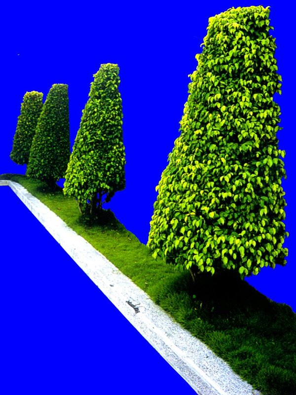 灌木植物贴图素材建筑装饰JPG2019