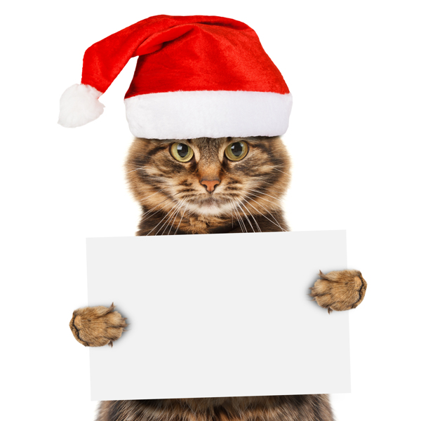 猫拿广告牌戴圣诞帽