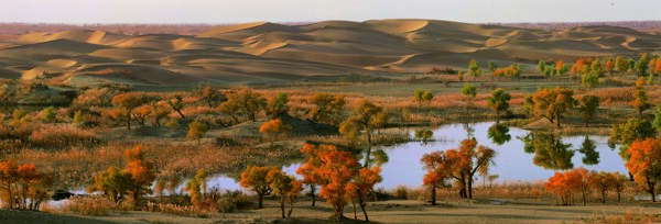 新疆绿洲红叶场景