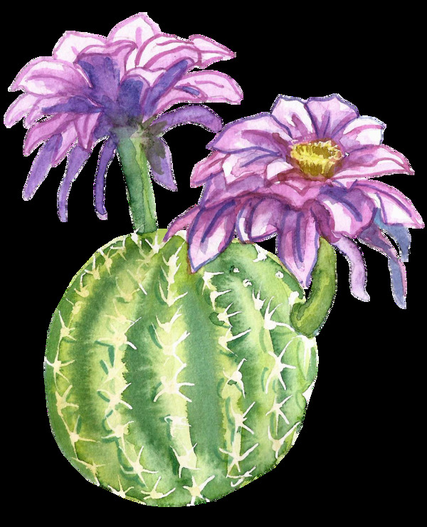 紫色水彩手绘仙人球花朵透明素