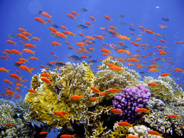 珊瑚礁石鱼群图片