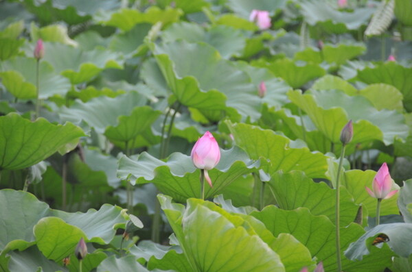 夏日荷花