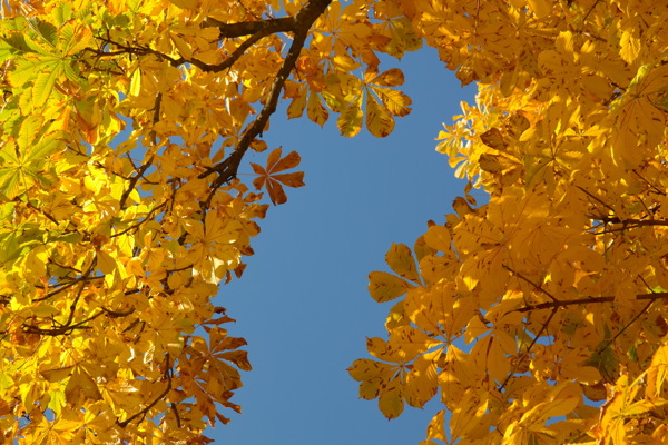 秋天黄色树叶图片