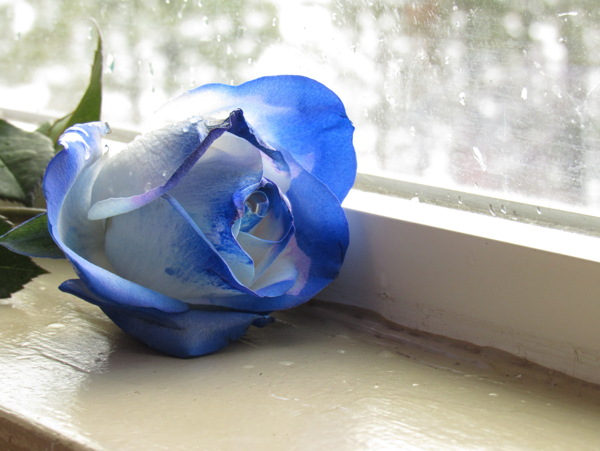 一支蓝玫瑰