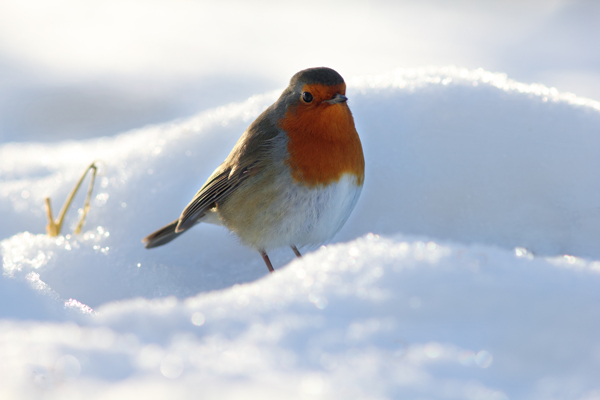 冰雪天地里的小鸟图片
