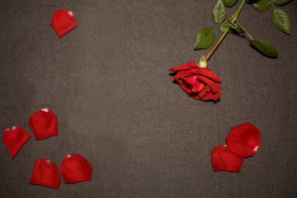 唯美的红色玫瑰花背景