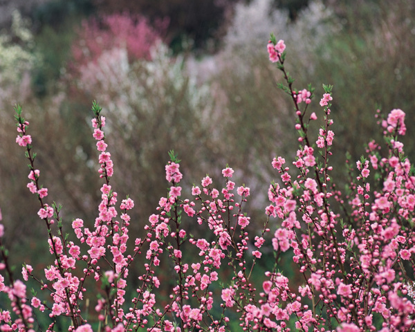 春暖花开花朵花瓣花草花卉