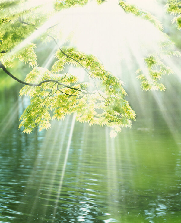 阳光穿透的绿叶水流