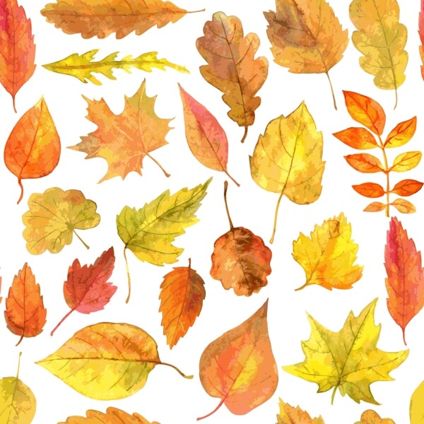 水彩绘秋天的枫叶插画