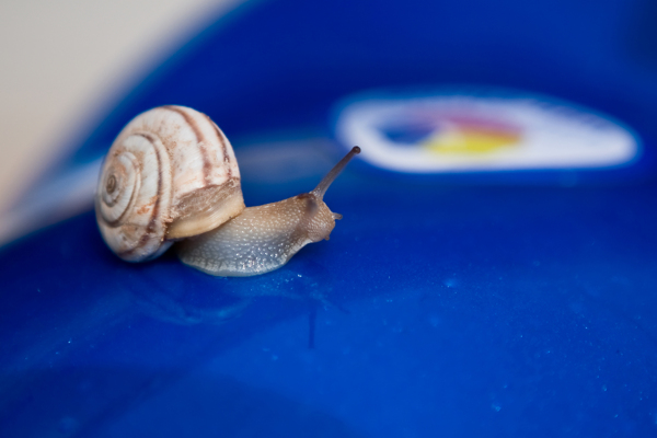 蜗牛爬上安全帽图片