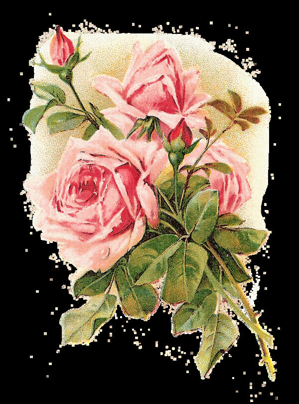 复古粉色玫瑰花图片