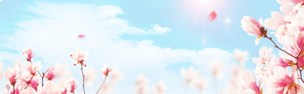 小清新蓝天粉色花朵背景