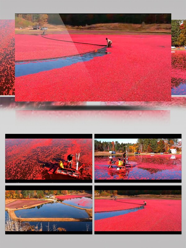 湖泊水污染红色植物视频素材