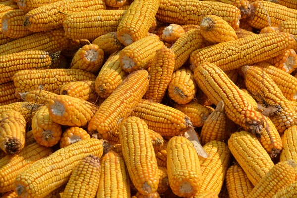 金黄玉米棒玉米堆