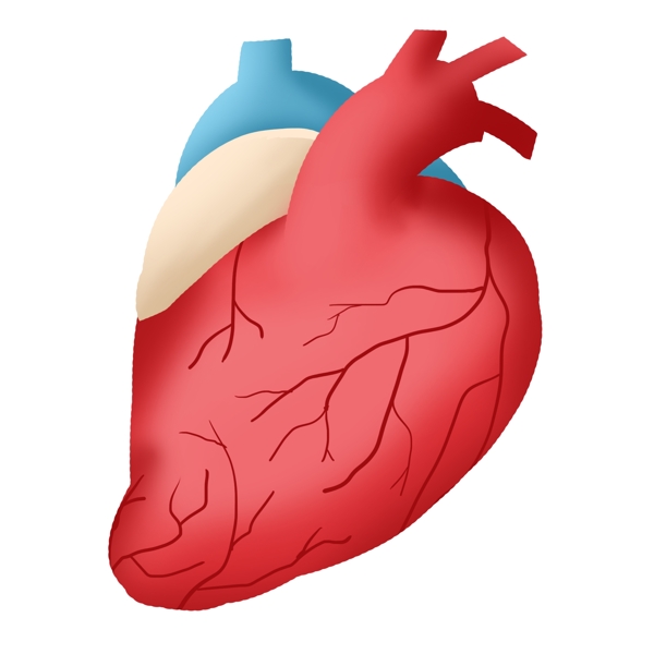 心脏人体器官