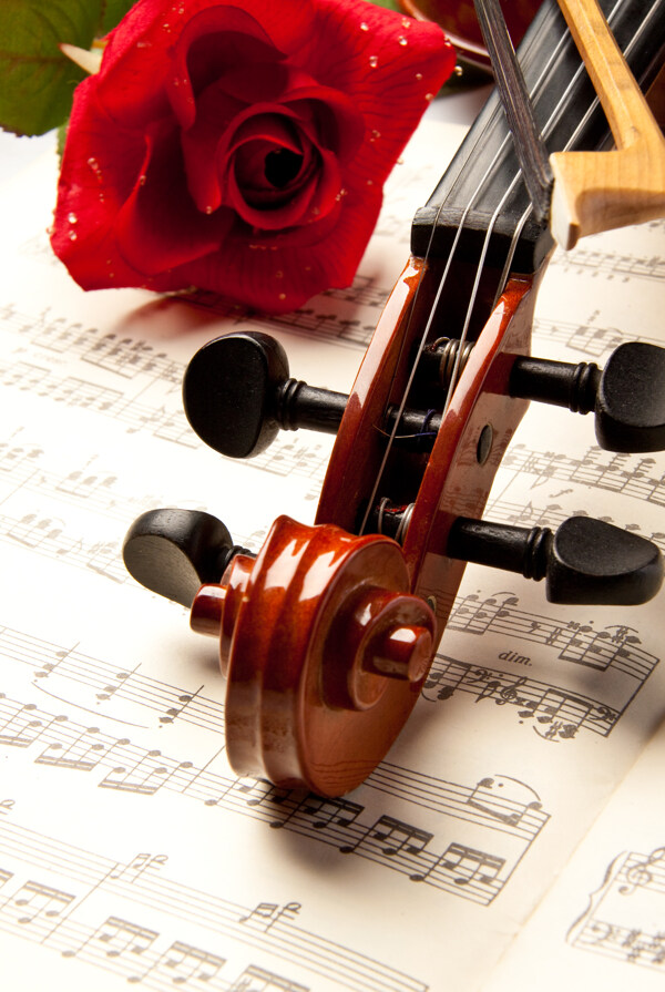 带水珠的玫瑰与小提琴图片
