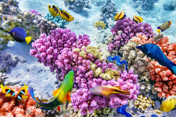 海底鱼群与珊瑚图片