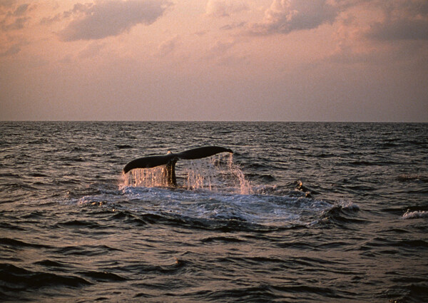 海洋动物鲸鱼海洋生物