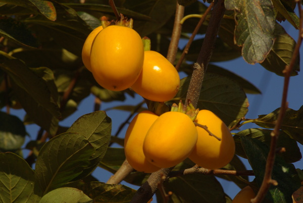 金秋十月柿子黄图片