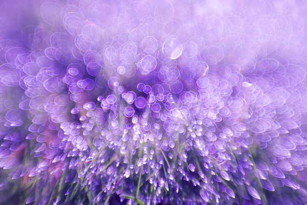 高清紫色花朵图案背景jpg素